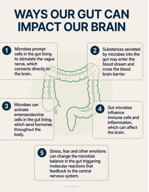 Ways Our Gut Can Impact Our Brain — vagus nerve, bloodstream, hormones, immune cells, emotions